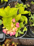 Boeren hortensia, Vaste plant, Halfschaduw, Zomer, Ophalen