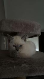 Britse korthaar/ ragdoll kittens, Meerdere dieren, Ontwormd