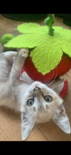 Ragdoll kittens, Dieren en Toebehoren, Katten en Kittens | Raskatten | Langhaar