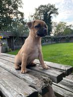 Mijn lieve Retromops/mopshond puppies zoeken een fijn thuis, Dieren en Toebehoren, Overige rassen, 8 tot 15 weken, CDV (hondenziekte)