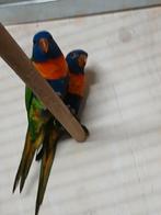Twee mooie jonge lori's van de blauwebergen, Dieren en Toebehoren, Vogels | Parkieten en Papegaaien, Papegaai, Geringd