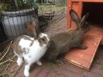 Jonge konijnen (Havana x Rijnlander), Dieren en Toebehoren, Konijnen, Mannelijk, Middelgroot, 0 tot 2 jaar