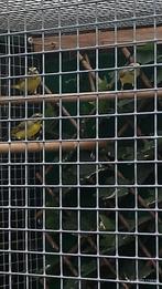 Mozambique Sijs koppel, Dieren en Toebehoren, Vogels | Overige Vogels, Meerdere dieren, Tropenvogel, Geringd