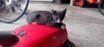 boerderij kittens (3), Dieren en Toebehoren, Katten en Kittens | Overige Katten, Meerdere dieren, Kortharig, 0 tot 2 jaar