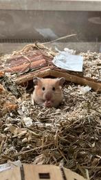 Mannetjes goudhamster + hok, Dieren en Toebehoren, Gebruikt, 75 tot 110 cm, Ophalen, Minder dan 60 cm