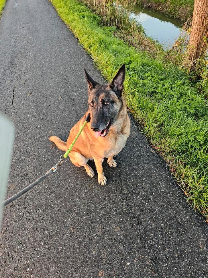 Mechelse herder Ballou, Dieren en Toebehoren, Honden | Herdershonden en Veedrijvers, Reu, Herder, Particulier, Eén hond, België