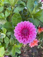 Dahlia Sandra, Ophalen of Verzenden, Volle zon, Knol