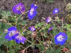 TUINPLANTEN GERANIUM ROZANNE, Tuin en Terras, Ophalen