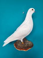 Een prachtige opgezette witte duif om op te hangen!, Ophalen of Verzenden, Nieuw, Vogel, Opgezet dier