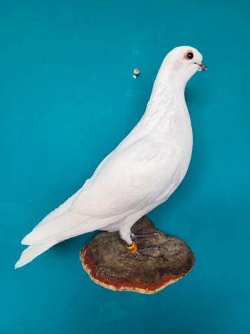 Een prachtige opgezette witte duif om op te hangen! beschikbaar voor biedingen