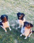 Friese stabij pups raszuiver, Rabiës (hondsdolheid), Overige rassen, 8 tot 15 weken, Meerdere