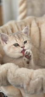 Schattige Britse Korthaar kittens op zoek naar een gezin, Dieren en Toebehoren, Katten en Kittens | Raskatten | Korthaar, Meerdere dieren