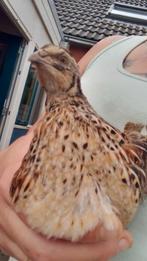 3 vrouwtjes kwartels van 1,5 jaar zoeken baas met ruimte., Dieren en Toebehoren, Vrouwelijk