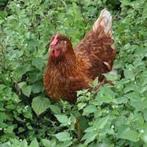 Biologische leghennen, super tam, 300 eieren per jaar, Vrouwelijk, Kip