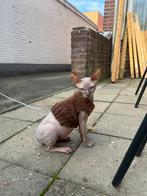 GEZOCHT! Een maatje voor Harrie de Sphynx, Dieren en Toebehoren, Katten en Kittens | Overige Katten, Geslacht onbekend