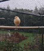 kanarie poppen  2025, Dieren en Toebehoren, Vogels | Kanaries, Meerdere dieren, Kleurkanarie