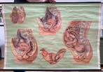 Schoolplaat - zwangerschap, Antiek en Kunst, Antiek | Schoolplaten, Natuur en Biologie, Ophalen of Verzenden