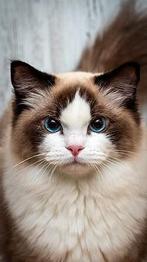 Gezocht ragdoll of britse kittens, Dieren en Toebehoren, Poes