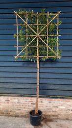 Portugese Laurier🌿 Leiboom, Prunus Lusitanica Angustifolia, Ophalen, Halfschaduw