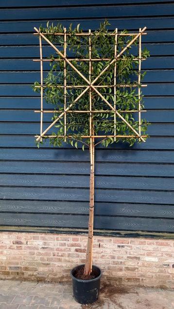 Portugese Laurier🌿 Leiboom, Prunus Lusitanica Angustifolia beschikbaar voor biedingen