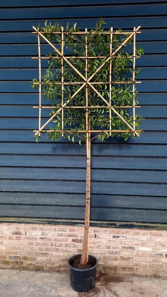 Portugese Laurier🌿 Leiboom, Prunus Lusitanica Angustifolia, Tuin en Terras, Planten | Bomen, Halfschaduw, Ophalen