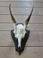 Damhert Gewei Spitser op houten schild Jacht Mancave f86, Ophalen of Verzenden, Zo goed als nieuw, Hert, Gewei of Kop
