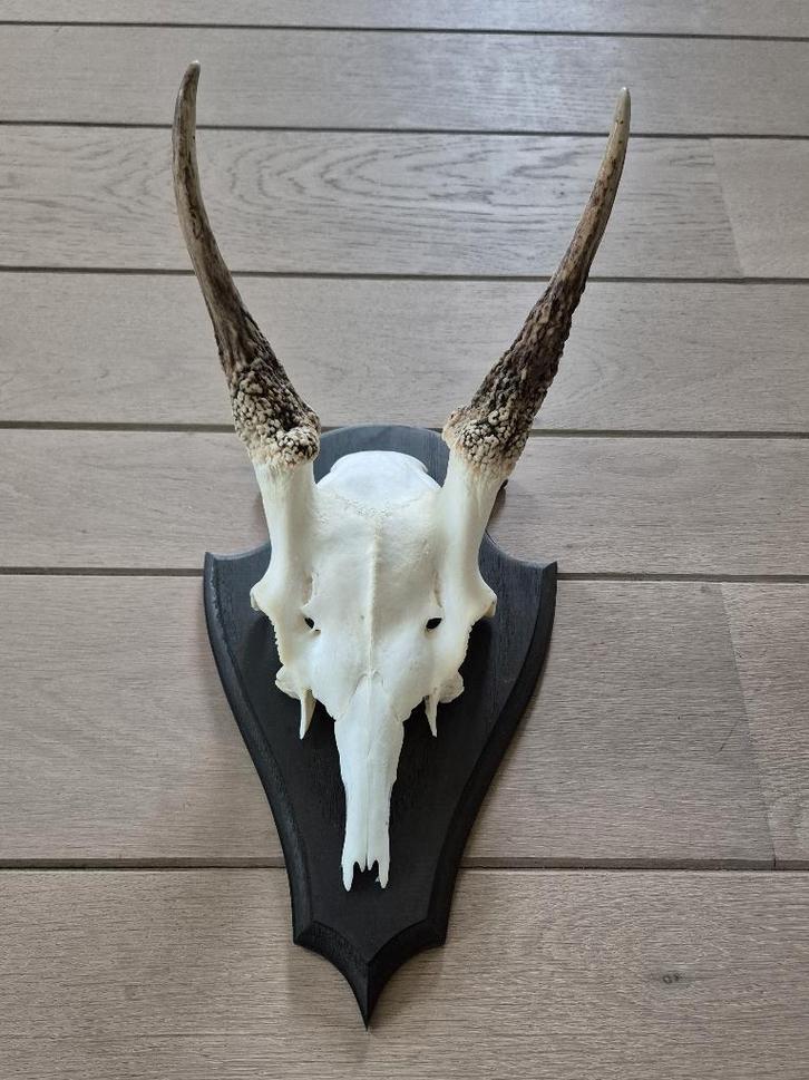 Damhert Gewei Spitser op houten schild Jacht Mancave f86, Verzamelen, Dierenverzamelingen, Zo goed als nieuw, Gewei of Kop, Hert