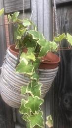 Hangplant, Ophalen of Verzenden