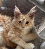 Super lieve Maine Coon kitten met stamboom!, Dieren en Toebehoren, Katten en Kittens | Overige Katten, Kater, 0 tot 2 jaar