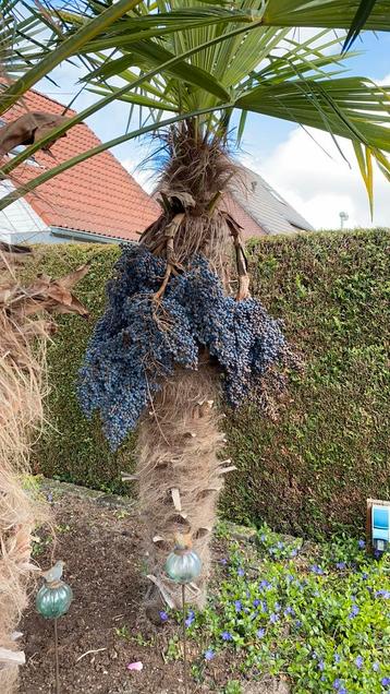 Verse trachycarpus Fortunei palmboomzaad Winterhard tot -18 beschikbaar voor biedingen
