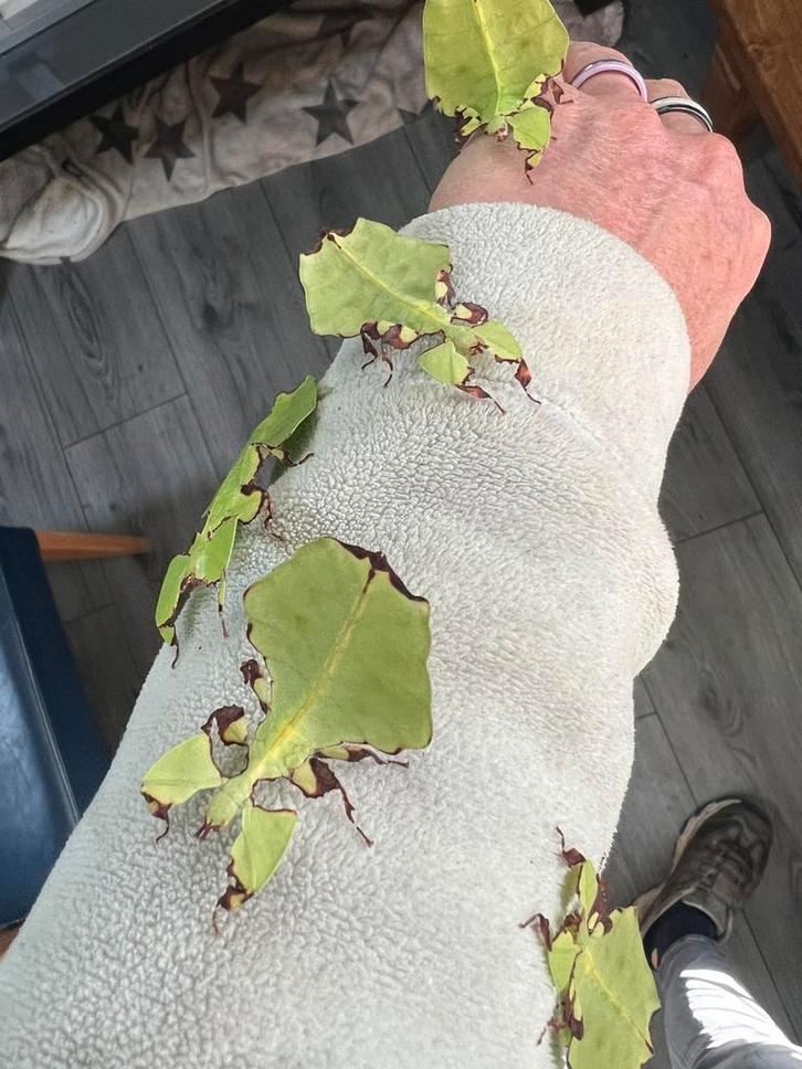 Phyllium giganteum wandelend blad grootste soort nimfen, Dieren en Toebehoren, Insecten en Spinnen, Wandelende tak