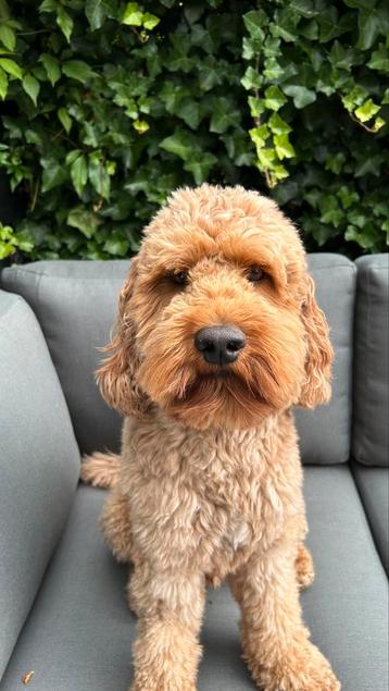Cockapoo dekreu  beschikbaar voor biedingen