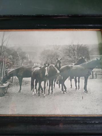 Oud schilderij van dravende paarden beschikbaar voor biedingen
