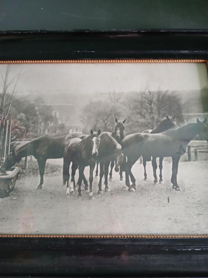 Oud schilderij van dravende paarden, Antiek en Kunst, Kunst | Tekeningen en Foto's, Ophalen of Verzenden