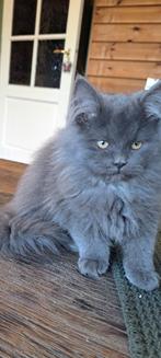 Prachtige Maine coon kittens, Dieren en Toebehoren, Meerdere dieren, Ontwormd, 0 tot 2 jaar