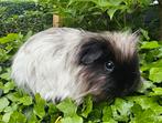 2 sheltie beertjes, Mannelijk, Cavia