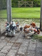 Kleur en raszuivere cochin hanenkuikens, Dieren en Toebehoren, Pluimvee, Mannelijk, Kip