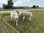 Best ontwikkelde zwoegervrije en ARR/ARR swif/tex dekrammen, Mannelijk, Schaap