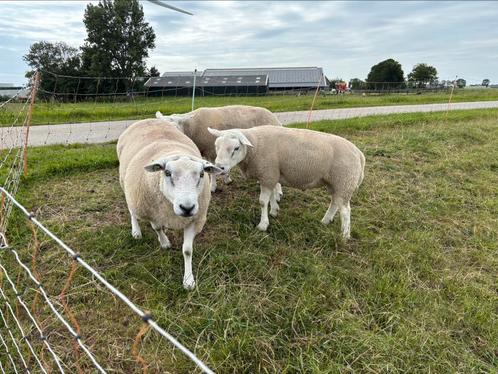 Best ontwikkelde zwoegervrije en ARR/ARR swif/tex dekrammen, Dieren en Toebehoren, Schapen, Geiten en Varkens, Schaap, Mannelijk