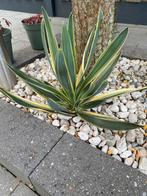 Agave americana ‘Marginata’, Tuin en Terras, Volle zon, Vaste plant, Herfst, Ophalen