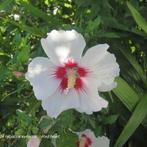 Hibiscus syriacus 'red heart' te koop, Ophalen, Zomer, Overige soorten, Halfschaduw