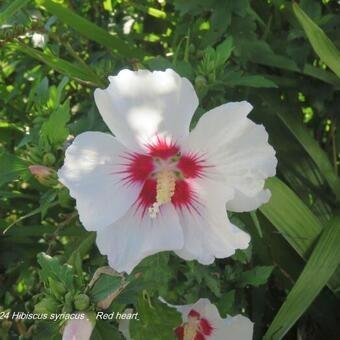 Hibiscus syriacus 'red heart' te koop, Tuin en Terras, Planten | Tuinplanten, Overige soorten, Halfschaduw, Zomer, Ophalen