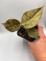Alocasia Wentii aurea variegata, Overige soorten, In pot, Minder dan 100 cm, Bloeiende kamerplant