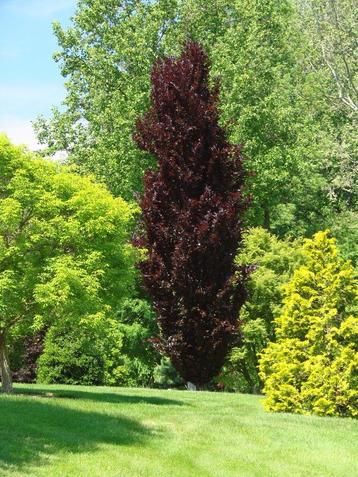 GROTE 6mtr rode zuilbeuken Fagus Sylvatica Dawyck Purple beschikbaar voor biedingen