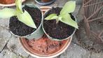 Mooie laag blijvende grijze hosta s
3 euro per stuk, Ophalen, Zomer, Overige soorten
