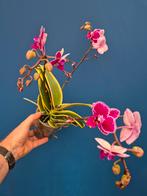 Orchidee Phalaenopsis Hornglin Vicky p12, Huis en Inrichting, Kamerplanten, Ophalen of Verzenden, Halfschaduw, Minder dan 100 cm