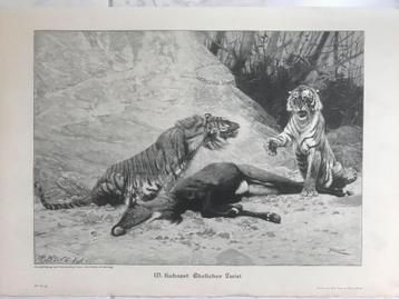 R. Friese: Ein Löwenpaar auf der Lauer, 1903, 32x22cm. Mooi! beschikbaar voor biedingen