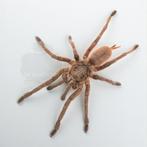Verschillende vogelspinnen / Tarantula’s beschikbaar!, Dieren en Toebehoren, Spin of Schorpioen