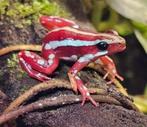 Epipedobates Anthonyi tricolor, Dieren en Toebehoren, Reptielen en Amfibieën, Amfibie