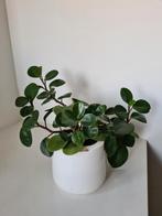 Peperomia obtusifolia, Ophalen, Overige soorten, Halfschaduw, Minder dan 100 cm